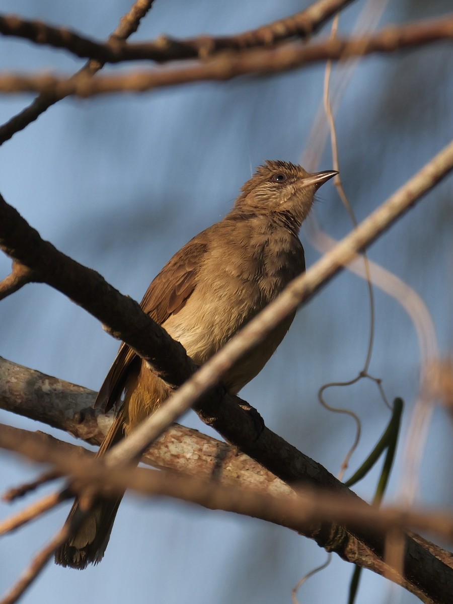Streak-eared Bulbul - ML615526409