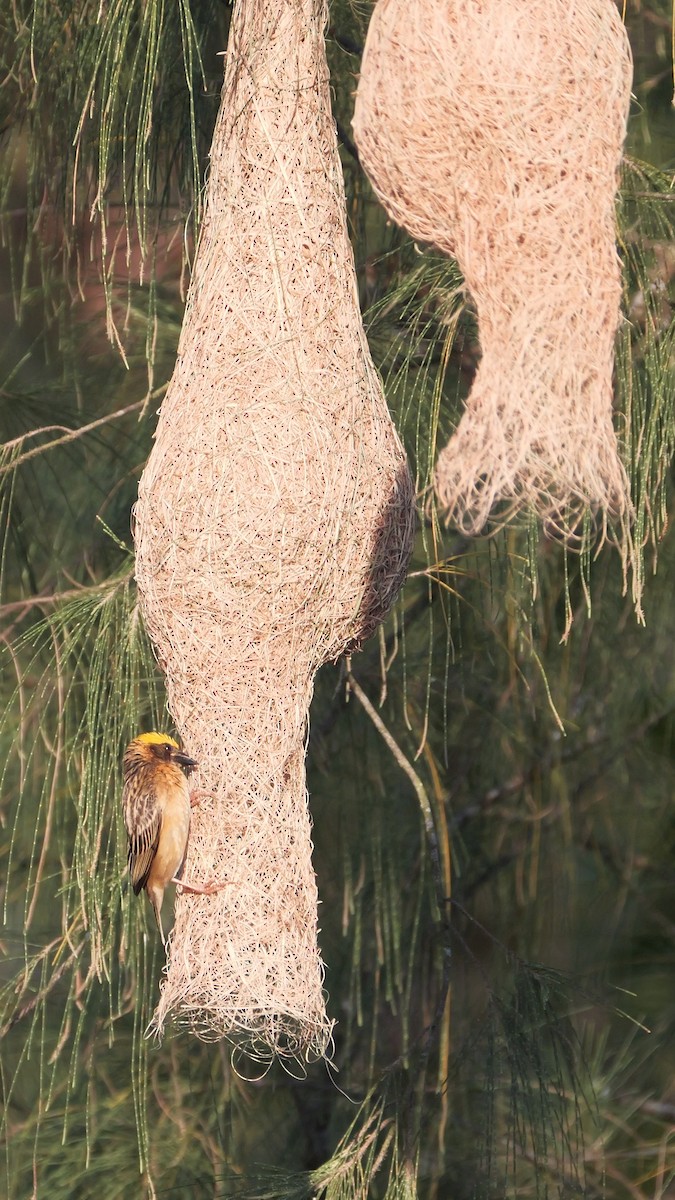 Baya Weaver - ML615526424
