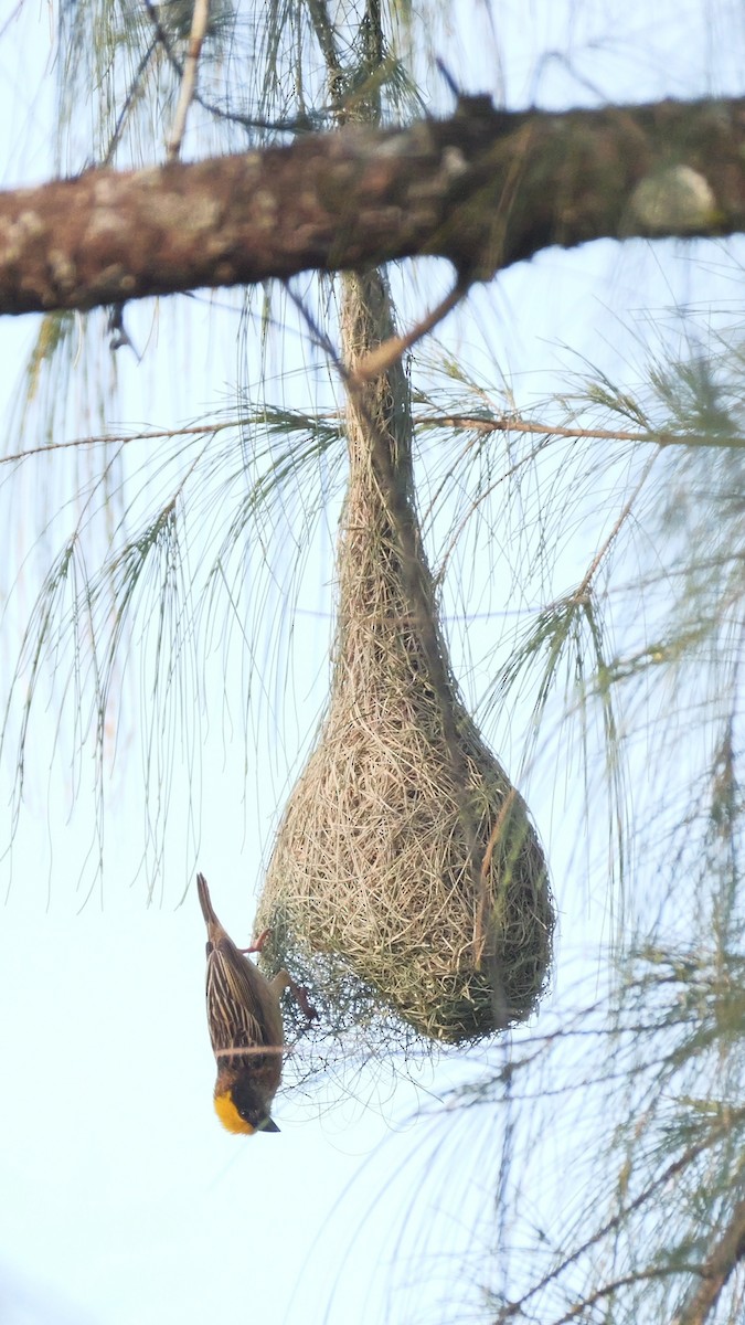 Baya Weaver - ML615526425