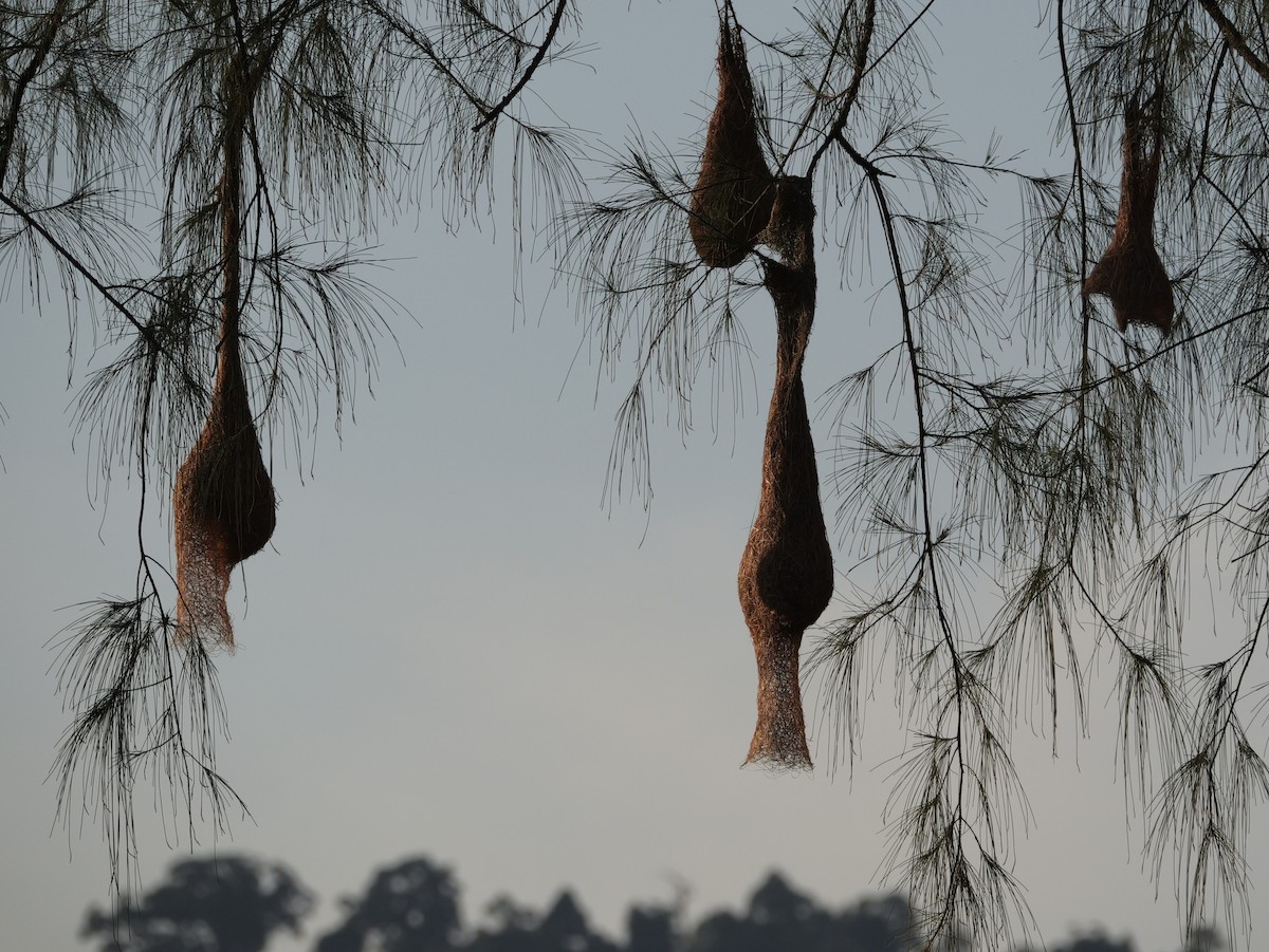 Baya Weaver - ML615526426