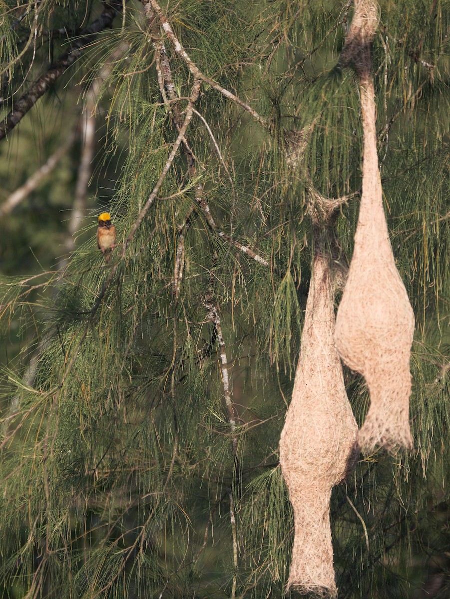 Baya Weaver - ML615526428