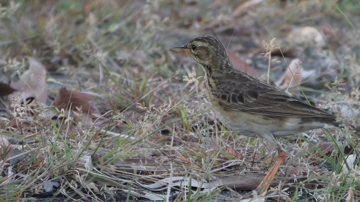 Paddyfield Pipit - ML615526433