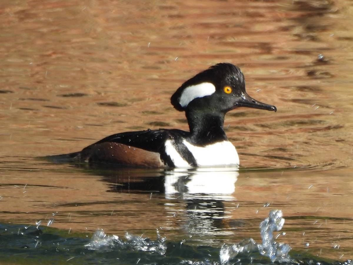 Hooded Merganser - ML615526447