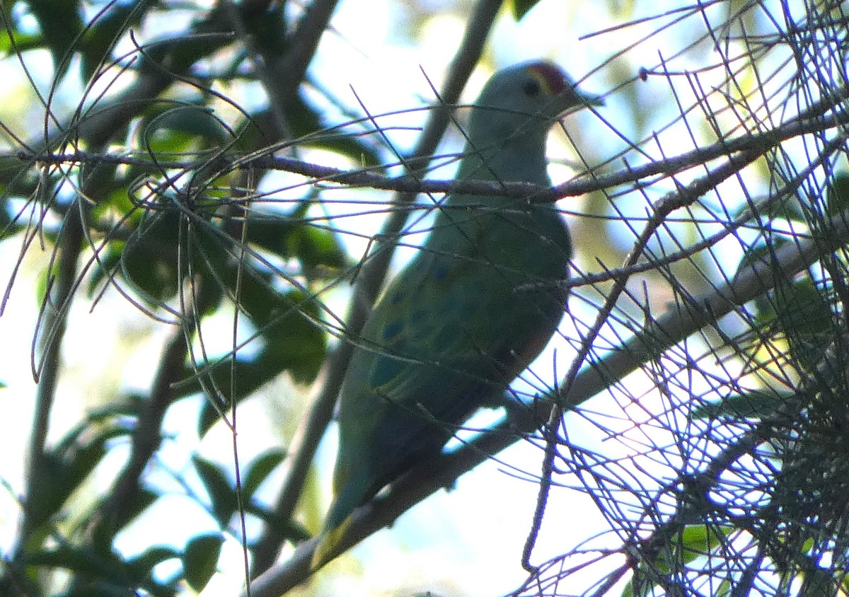 Rose-crowned Fruit-Dove - ML615526482