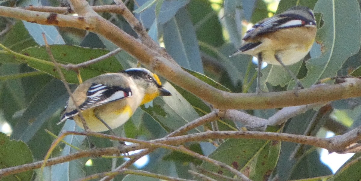 Striated Pardalote - ML615526530