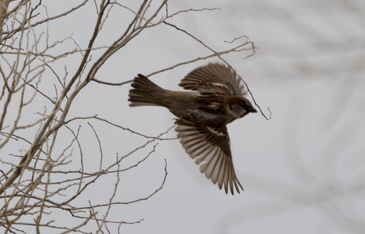 House Sparrow - ML615526537