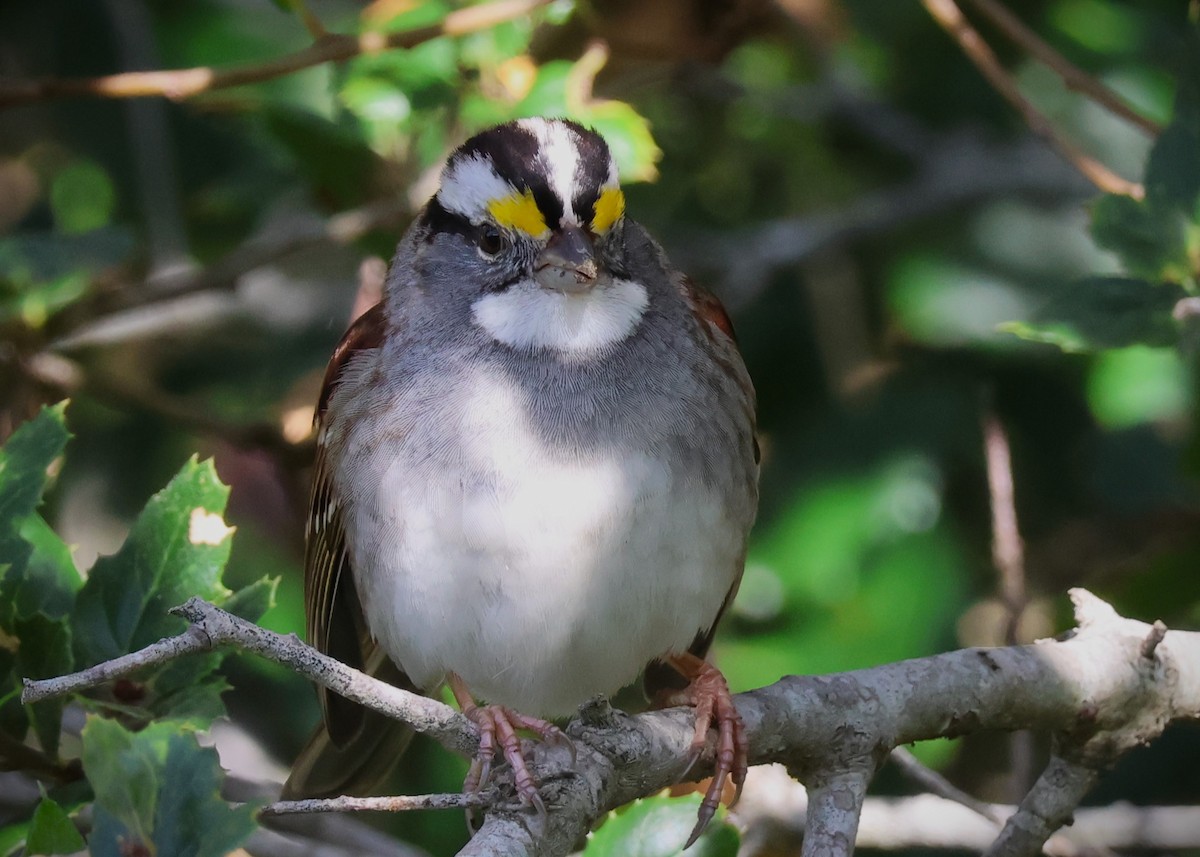 White-throated Sparrow - ML615526546