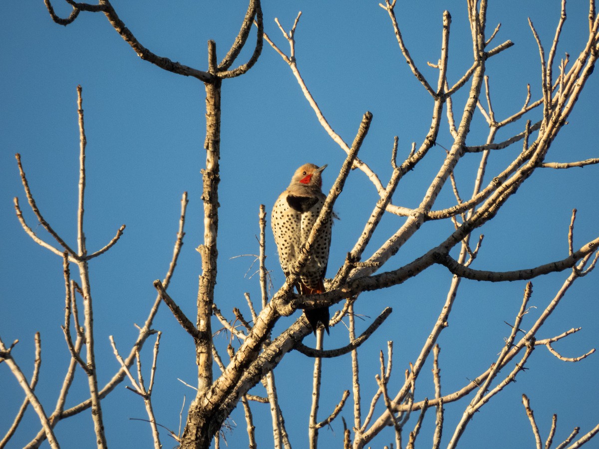 Northern Flicker - ML615526571