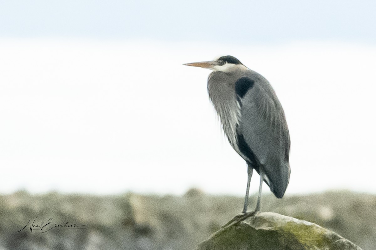 Great Blue Heron - ML615526595