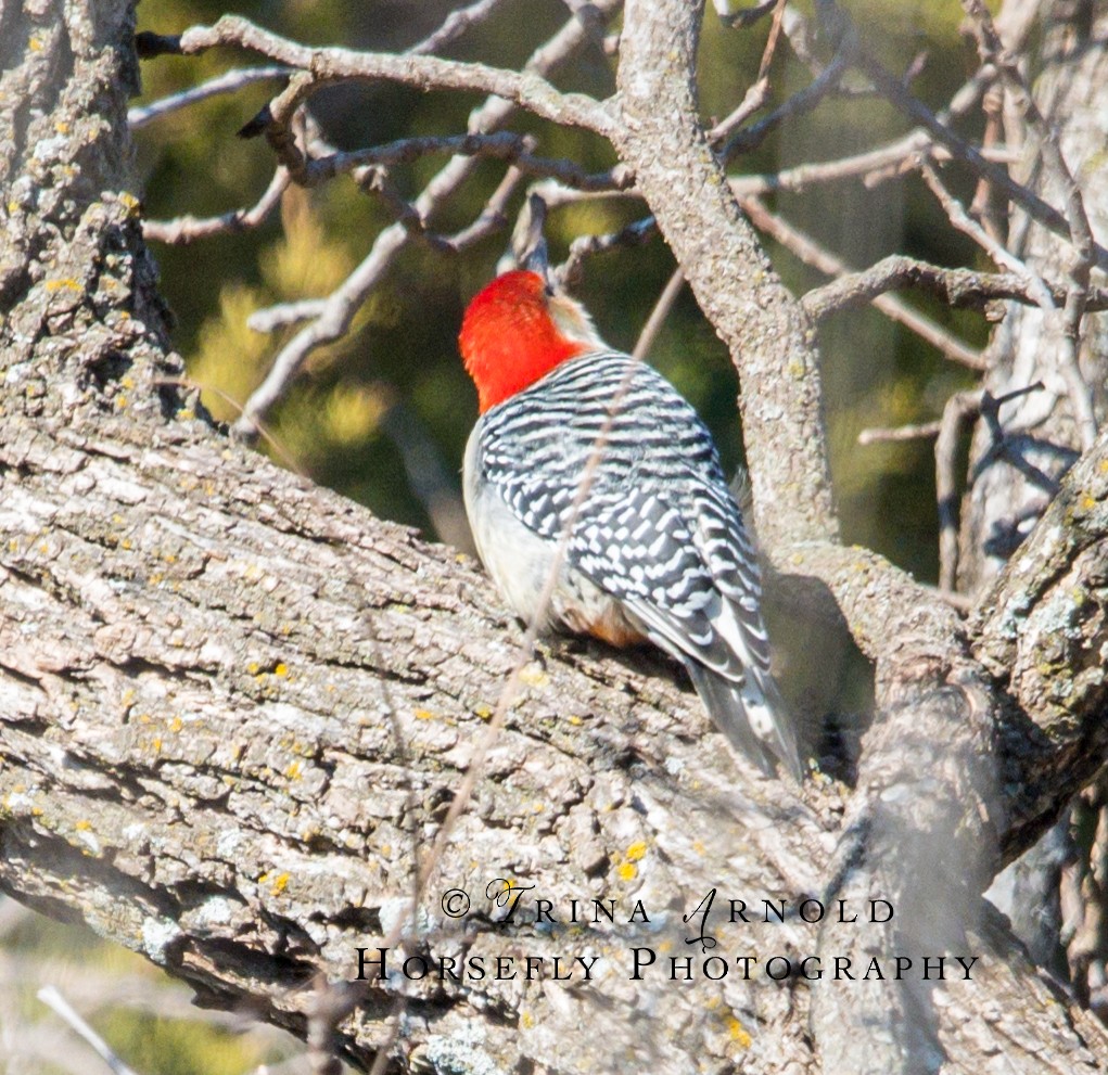 Red-bellied Woodpecker - ML615526605