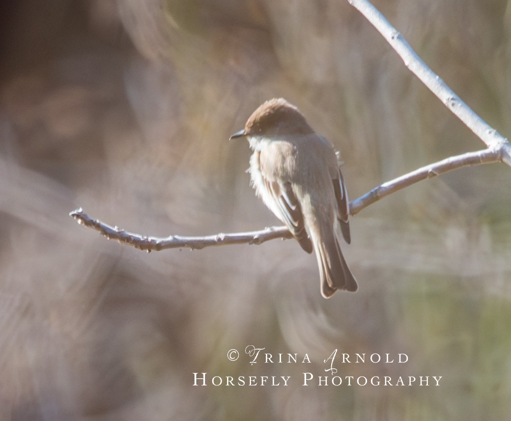 Eastern Phoebe - ML615526619