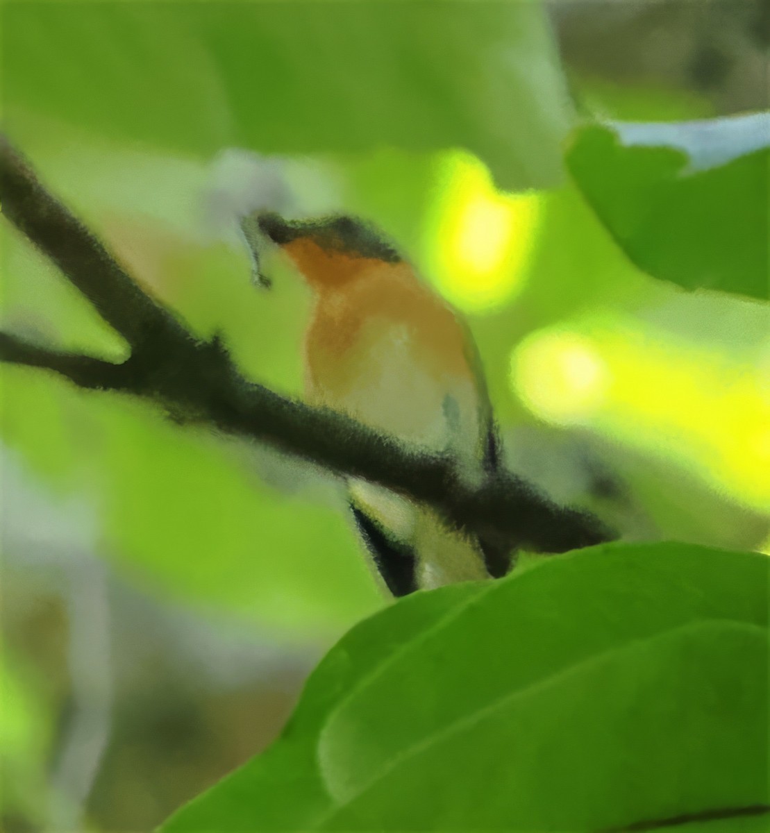 Javan Blue Flycatcher - ML615526620