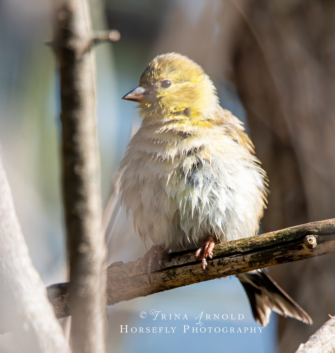 American Goldfinch - ML615526623