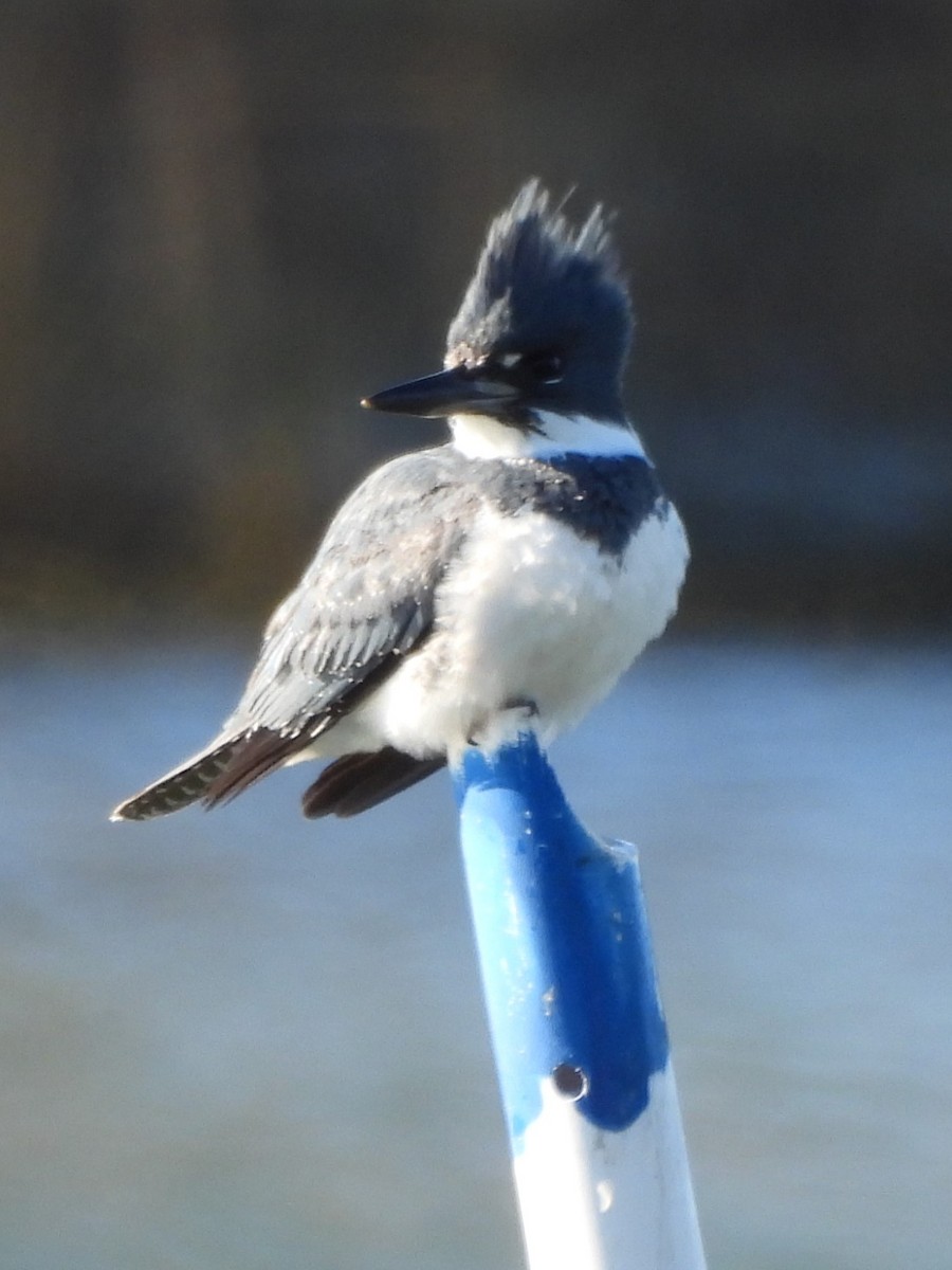 Belted Kingfisher - ML615526625
