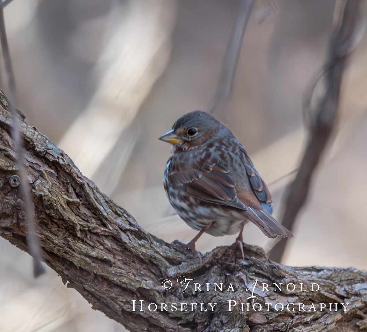Fox Sparrow - ML615526633