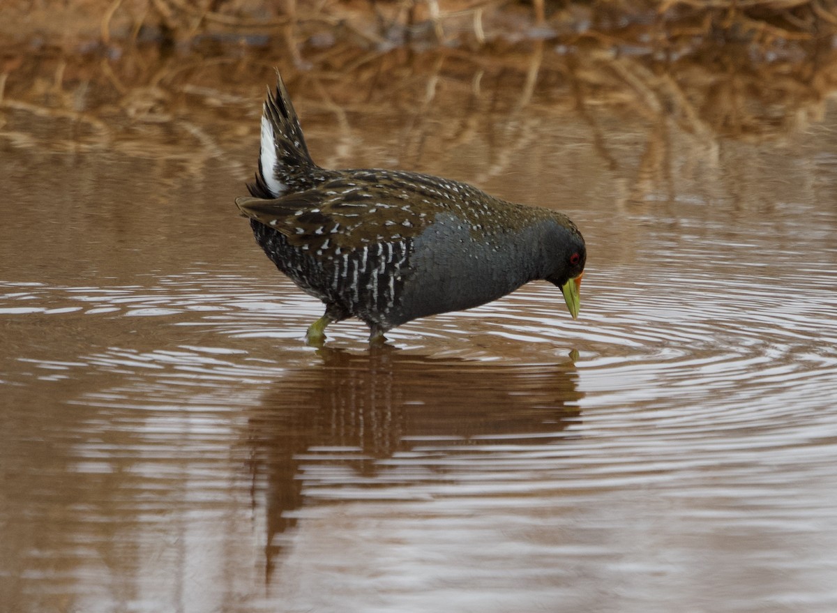 Australian Crake - ML615526635