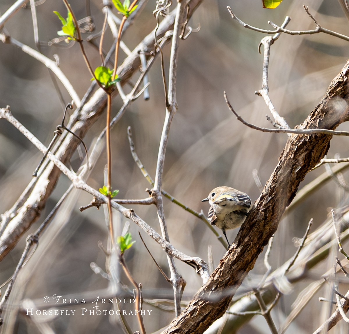Yellow-rumped Warbler - ML615526638