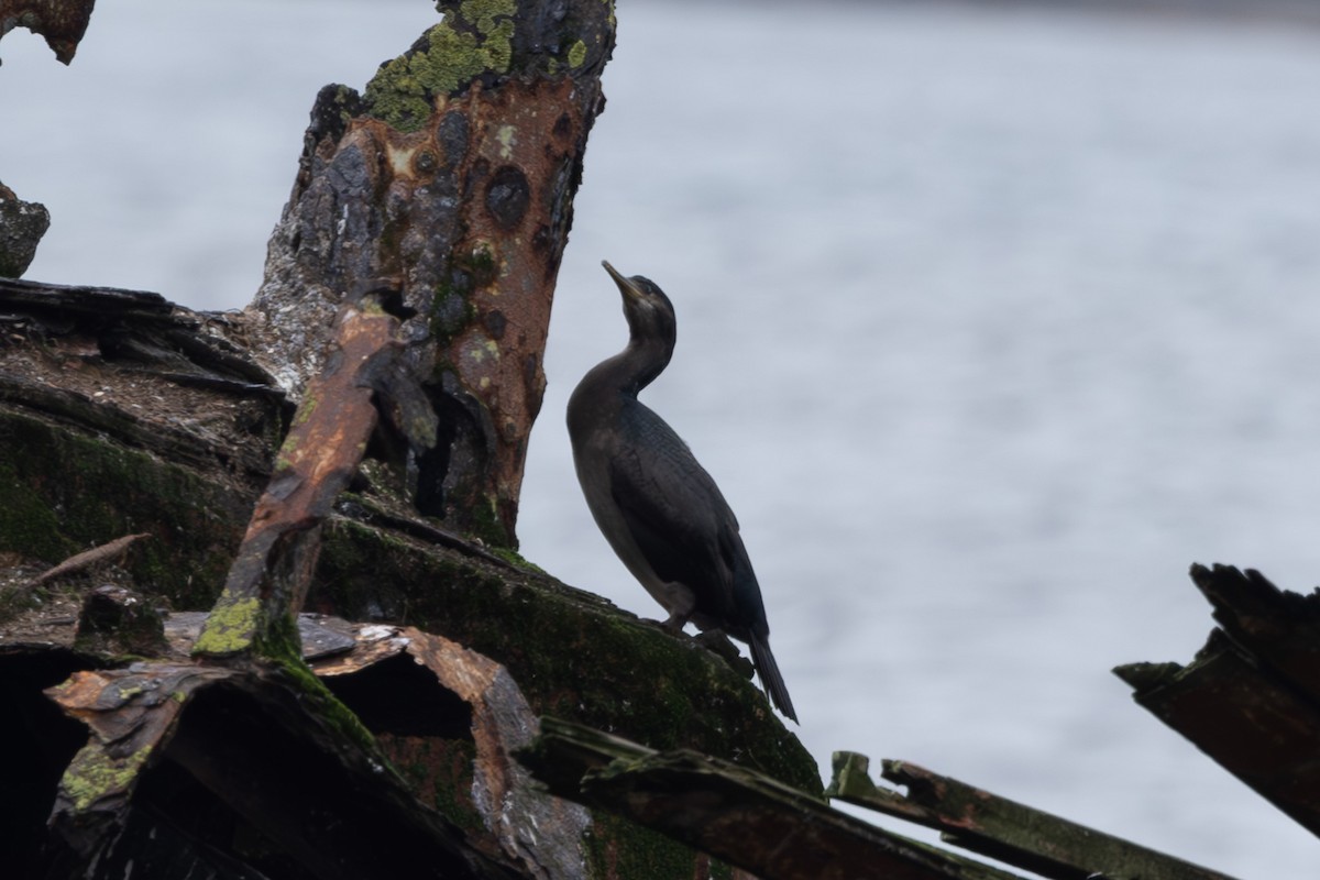 Pitt Island Shag - ML615526647