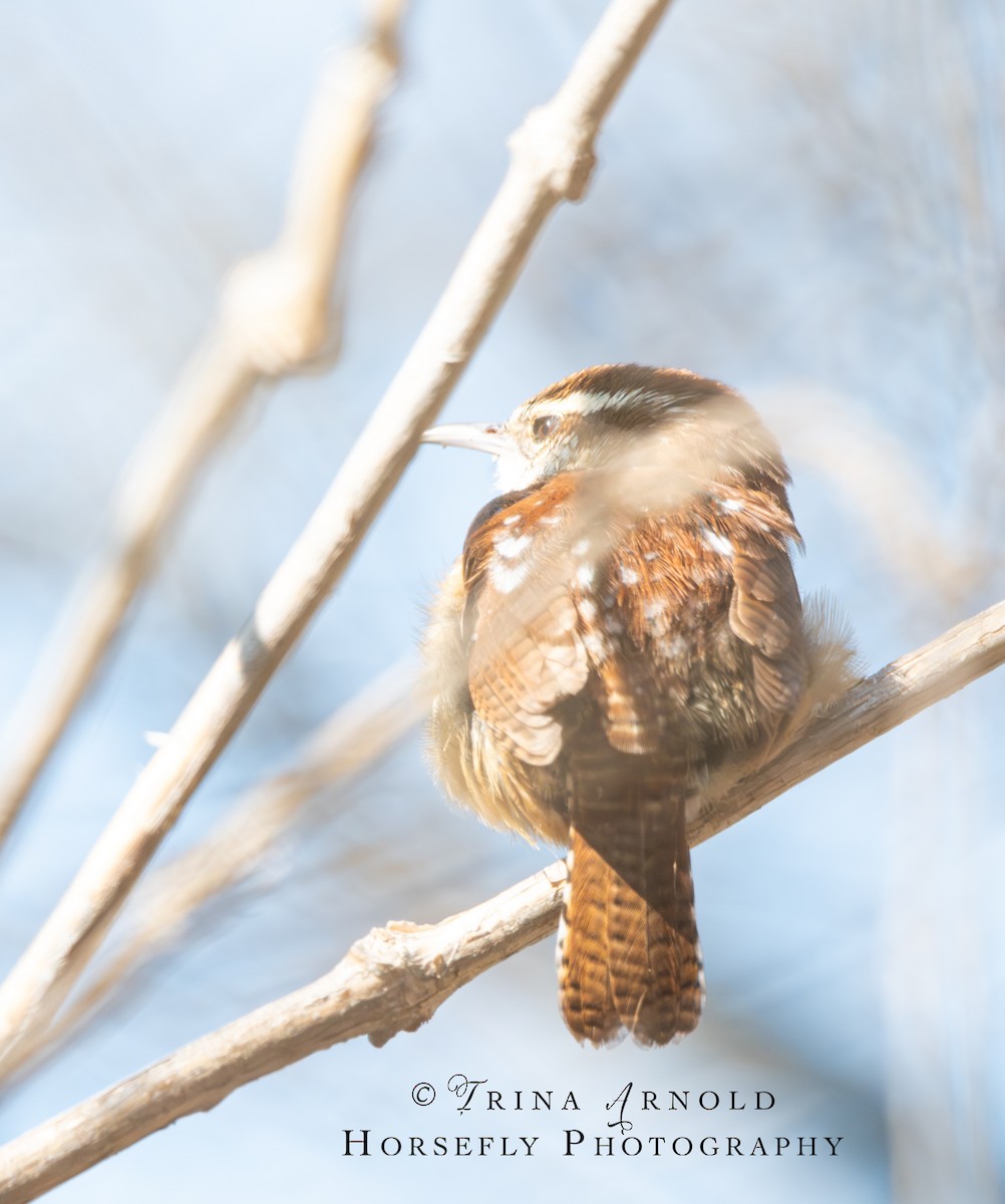 Carolina Wren - ML615526650