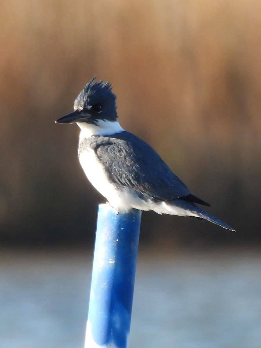 Belted Kingfisher - Tracee Fugate