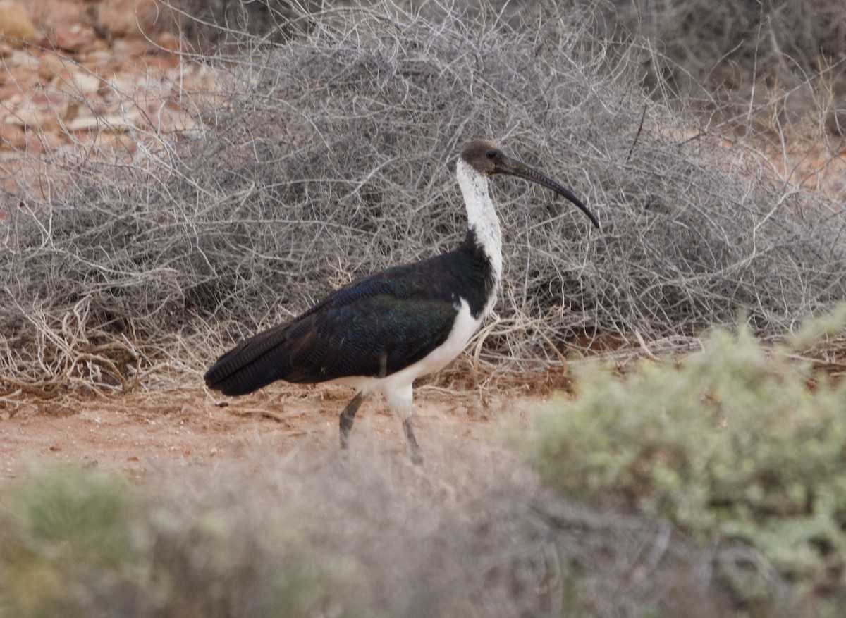 ibis slámokrký - ML615526709