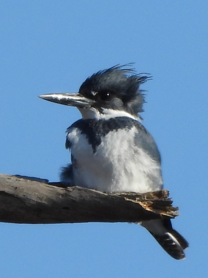 Belted Kingfisher - ML615526748
