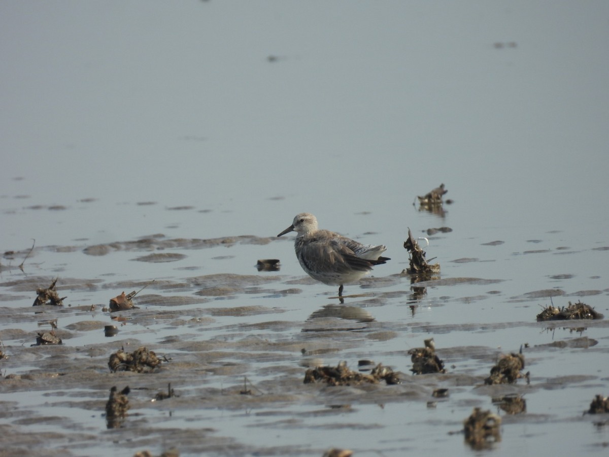 Red Knot - Sumedh Jog