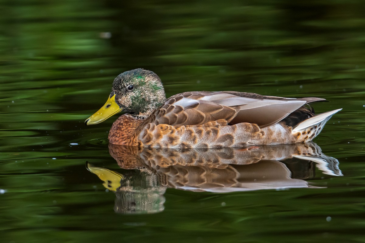 Mallard - ML615526799