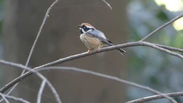 Black-throated Tit - ML615526810