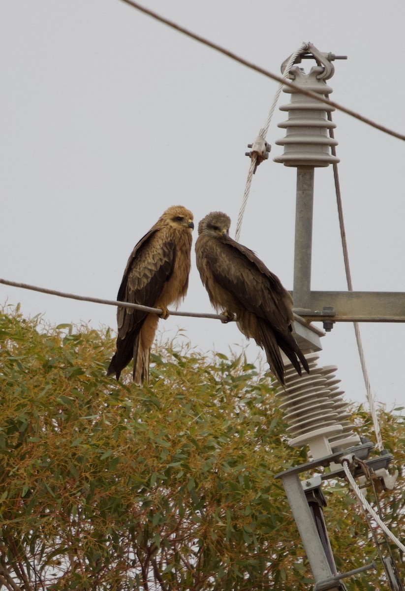 Black Kite - ML615526817