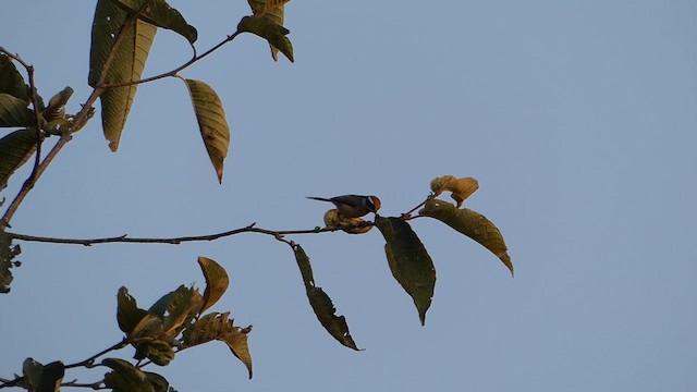 Black-throated Tit - ML615526834