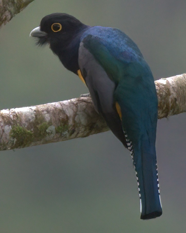 Gartered Trogon - ML615526849