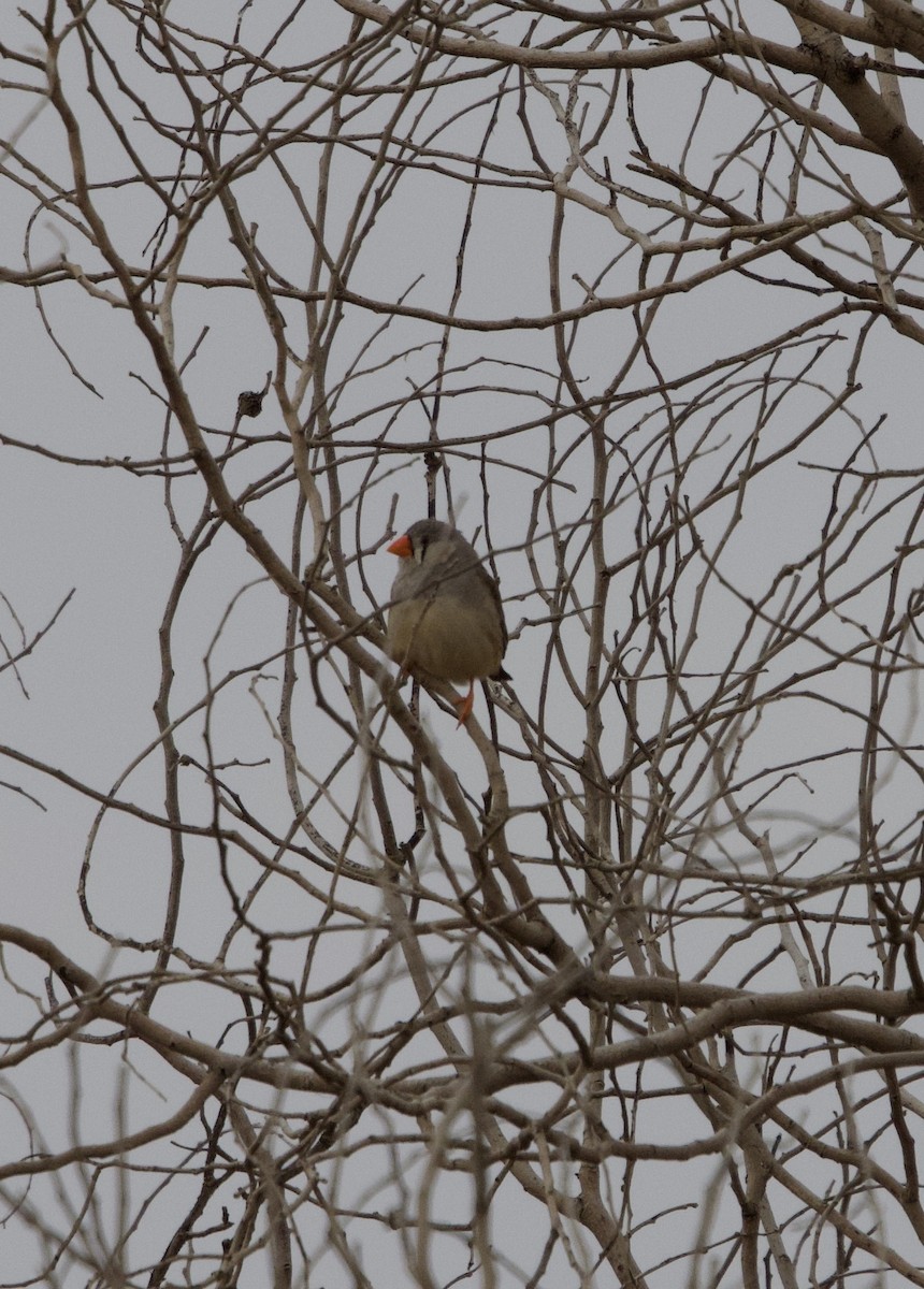 Zebra Finch - Yvonne van Netten