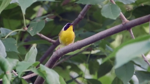 Common Yellowthroat - ML615526870