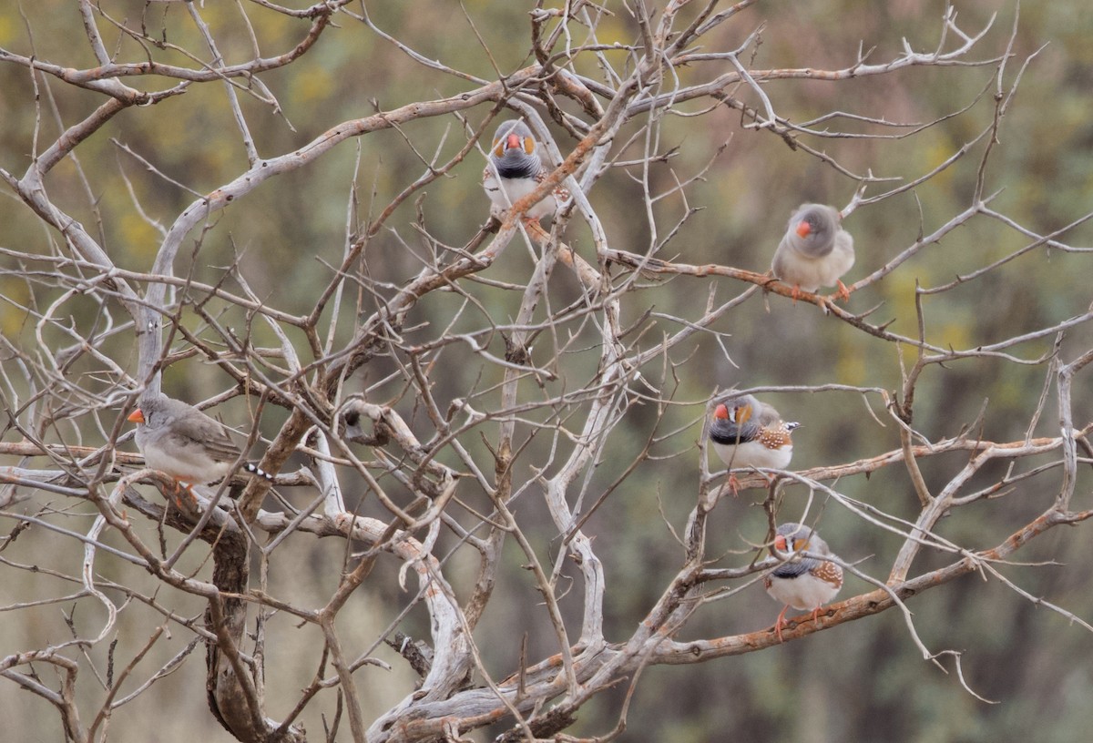 Zebra Finch - ML615526903