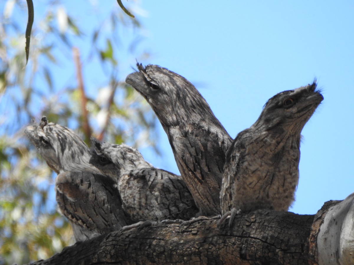 Tawny Frogmouth - DS Ridley