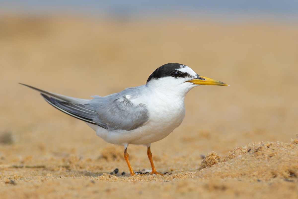 שחפית גמדית - ML615527009