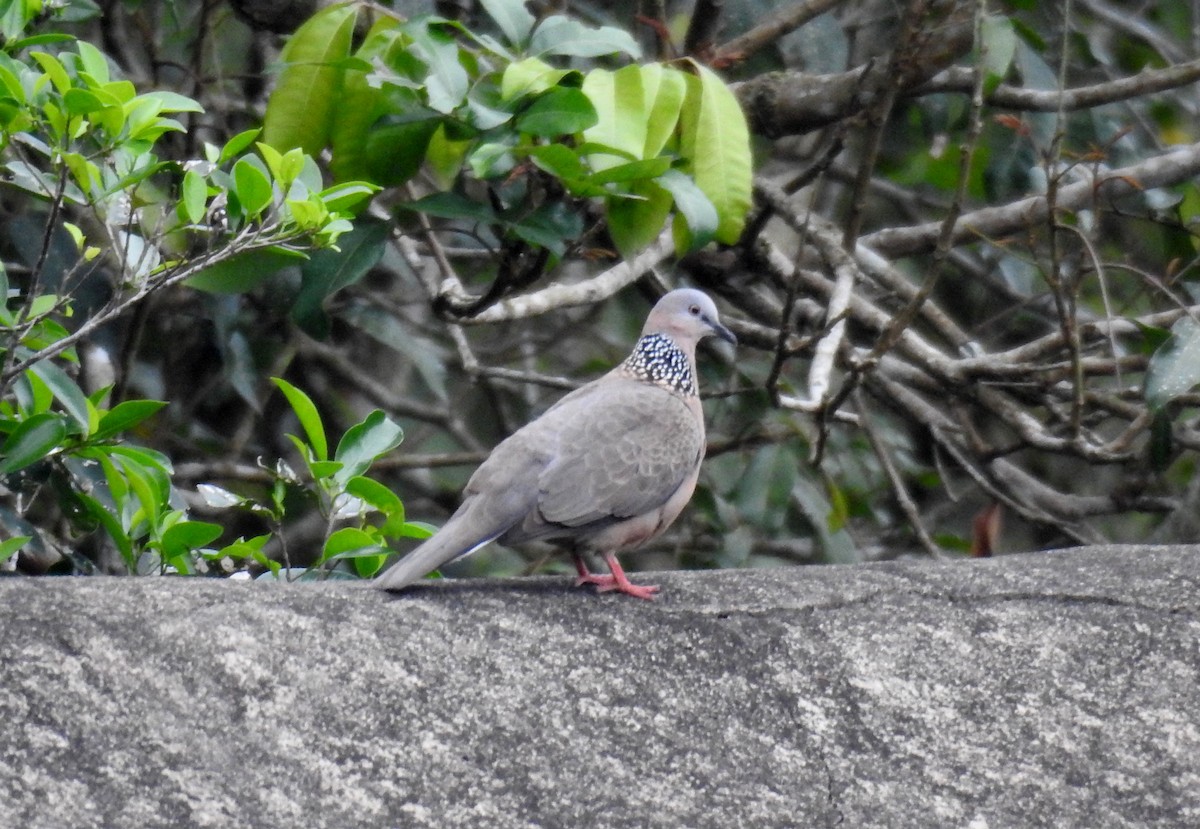 珠頸斑鳩 - ML615527012