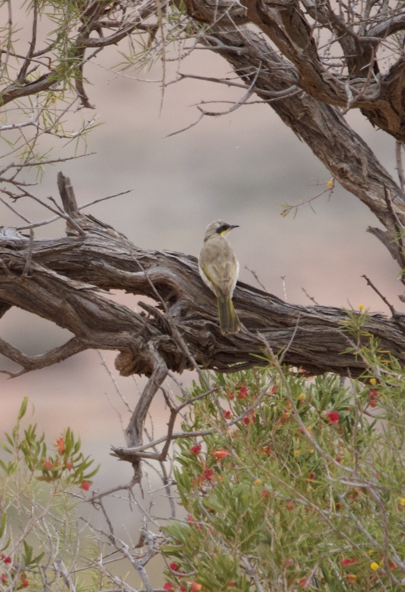 Singing Honeyeater - ML615527031