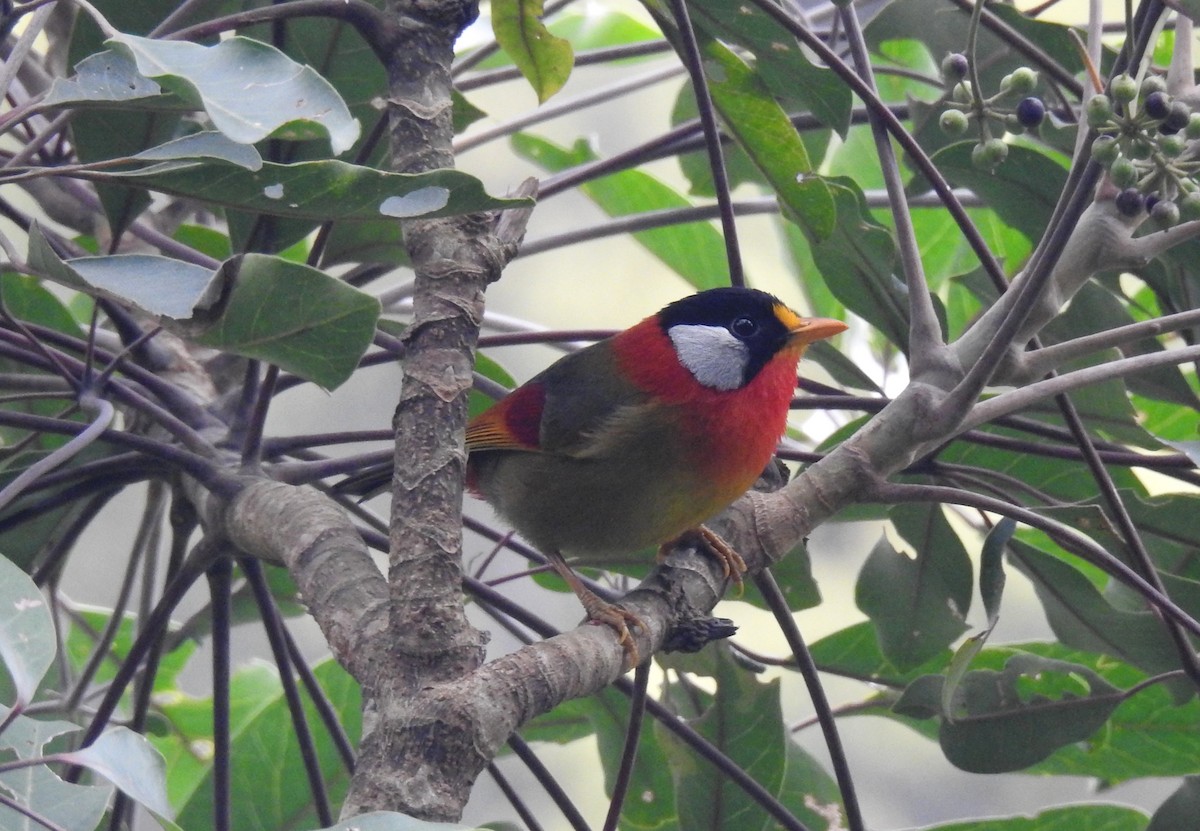 Silver-eared Mesia - ML615527033