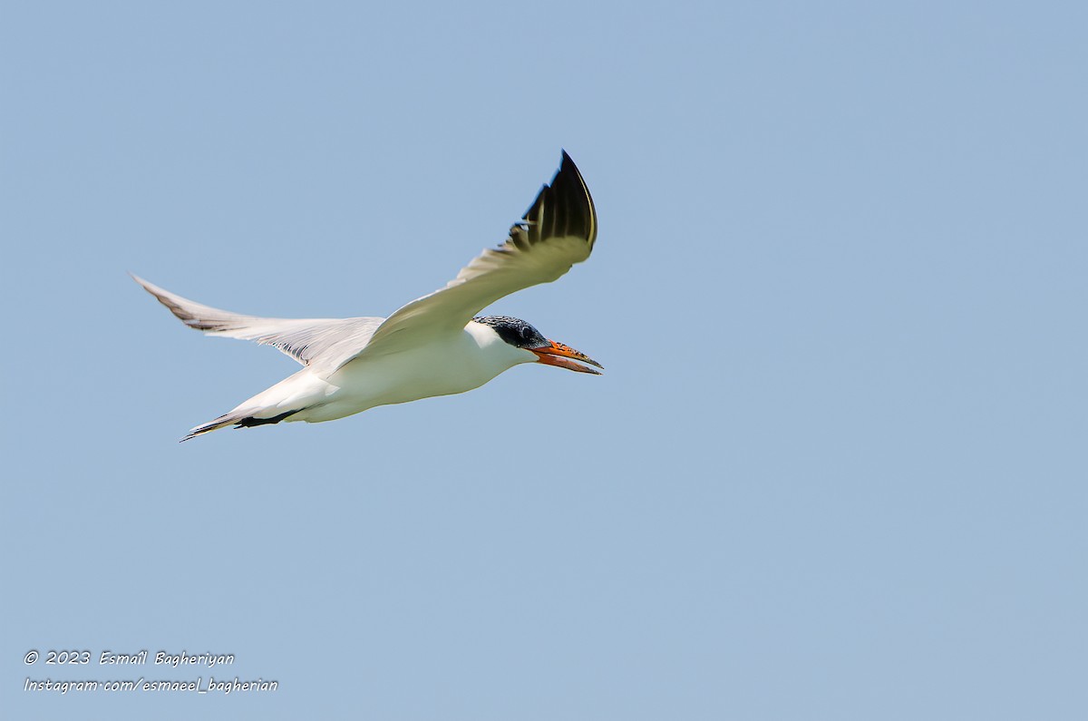 Caspian Tern - Esmail Bagheriyan