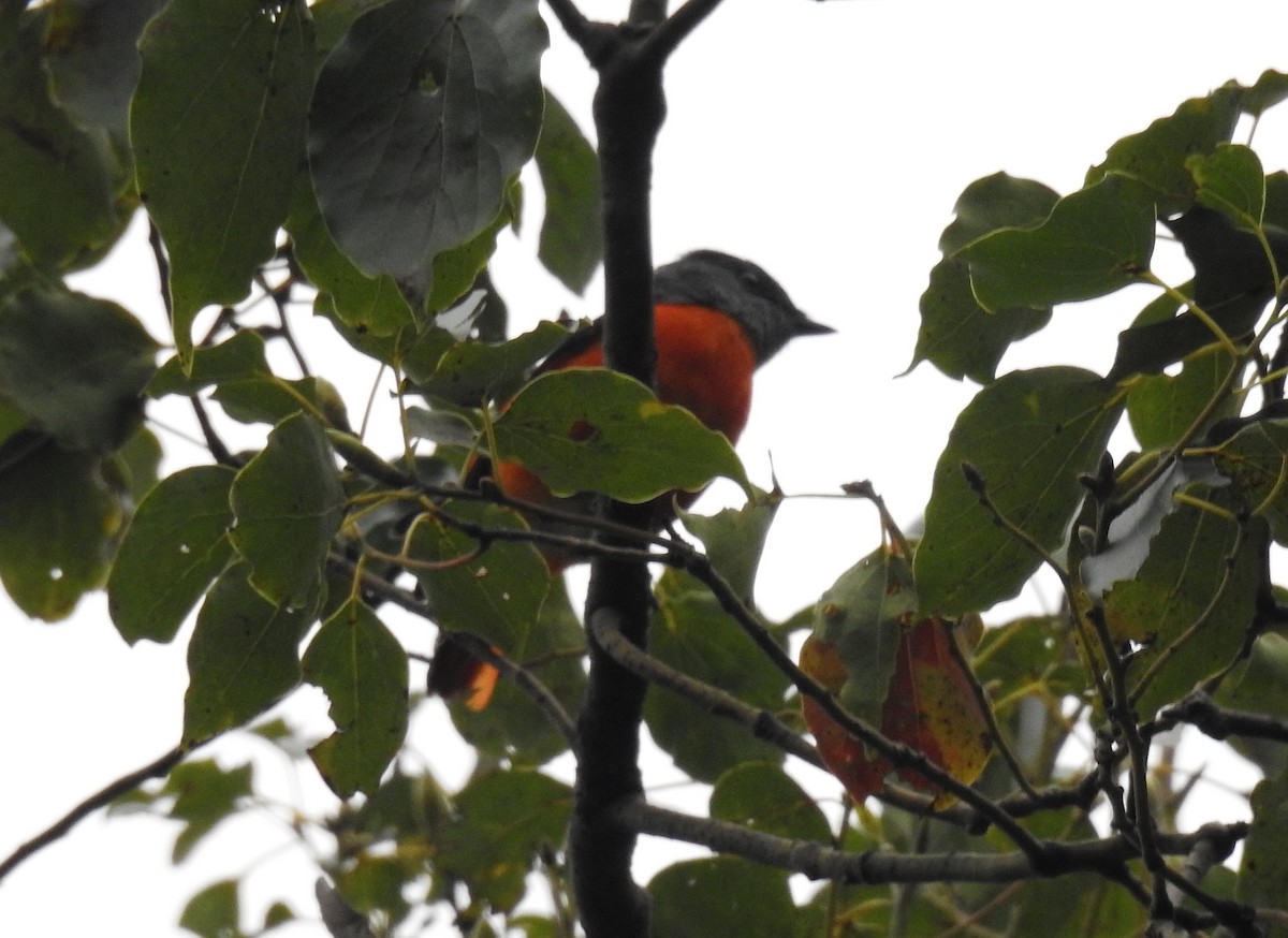 Gri Yanaklı Minivet - ML615527085