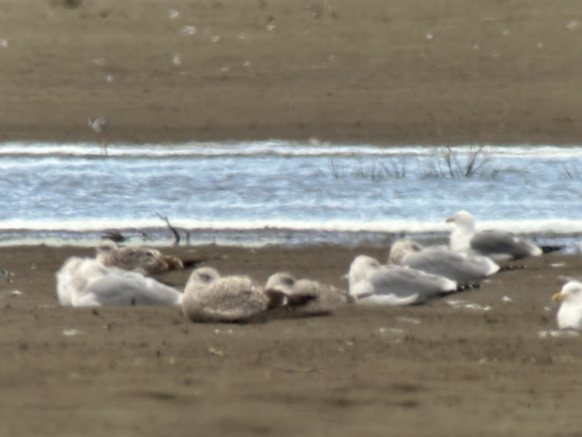 Iceland Gull - ML615527102
