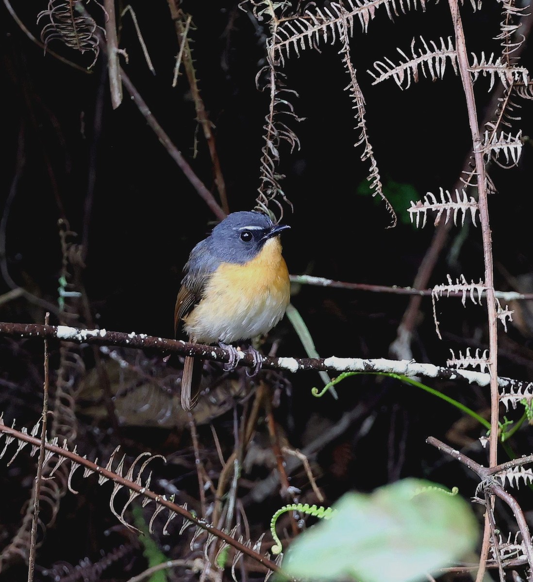 Bundok Flycatcher - ML615527110