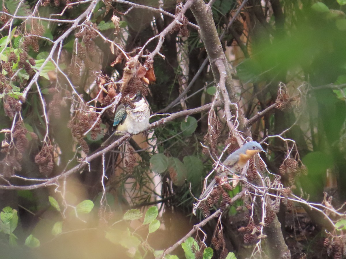 Sacred Kingfisher - ML615527114