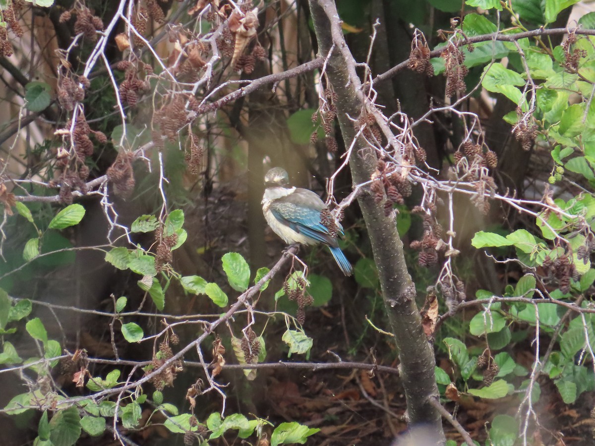 Sacred Kingfisher - ML615527122