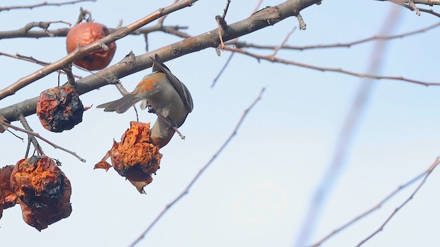 Pine Grosbeak - ML615527149