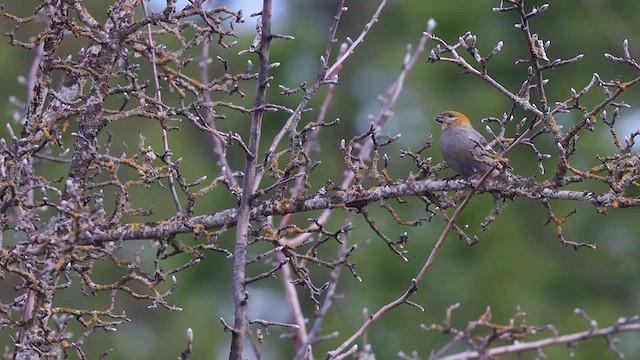 Pine Grosbeak - ML615527210