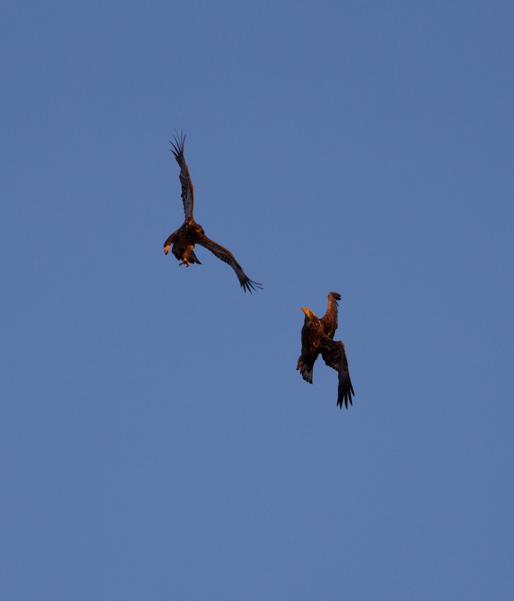 Weißkopf-Seeadler - ML615527215