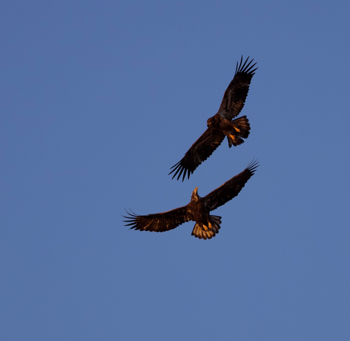 Weißkopf-Seeadler - ML615527216